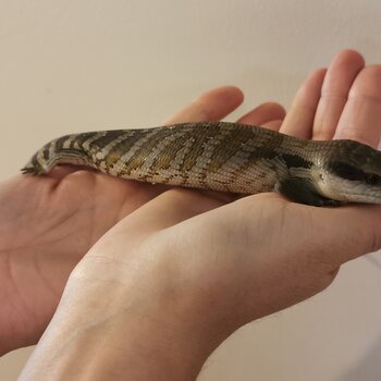 Juvinile Blue Tounge Skinks