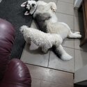 Rehoming my husky theo-4