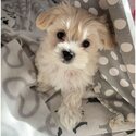 BEAUTIFUL MALTESE ANGEL -1