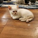 Siamese kitten-3
