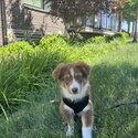 Australian Shepherd Puppy-5