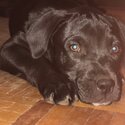Pitbull puppies -3