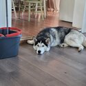 Rehoming my husky theo-1