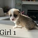 Purebred Pembroke Welsh Corgi Puppies-3