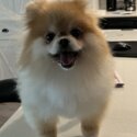 Foxy needs a new home-1