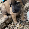 Elkhound/Shepherd mix-5