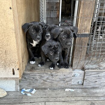 American bulldog cross puppies