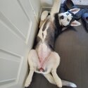 Siberian Husky Puppy-0