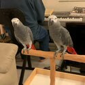 Fully Hand Reared  African Grey Talking Parrots with cage and accessories -3