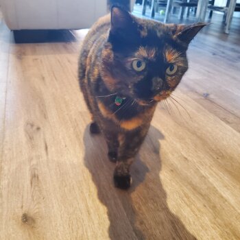 Very friendly tortoiseshell cat