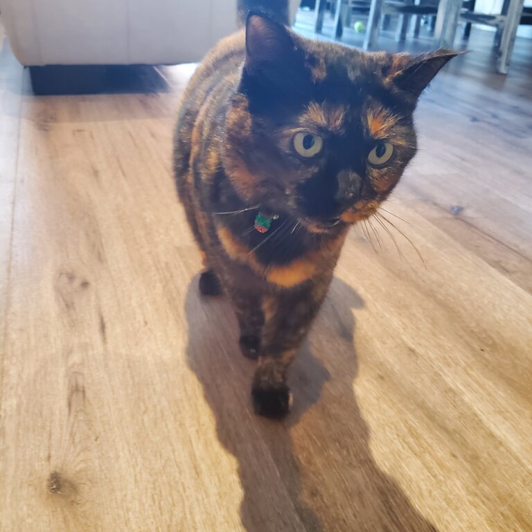 Very friendly tortoiseshell cat
