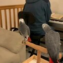 Fully Hand Reared  African Grey Talking Parrots with cage and accessories -2