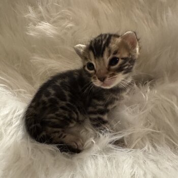 Bengals Available 