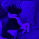 Millie is a border collie mix heading dog. She is 7 months old and had all het vaccinations. -0
