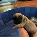 6 beautiful pugs puppy-4