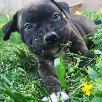 Mastiff Puppies