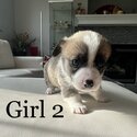 Purebred Pembroke Welsh Corgi Puppies-4