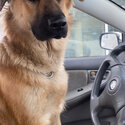 Elkhound/Shepherd mix-3