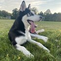 Husky Puppy-2