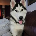 Rehoming my husky theo-0