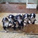 Bernese Mountain puppies for sale-1