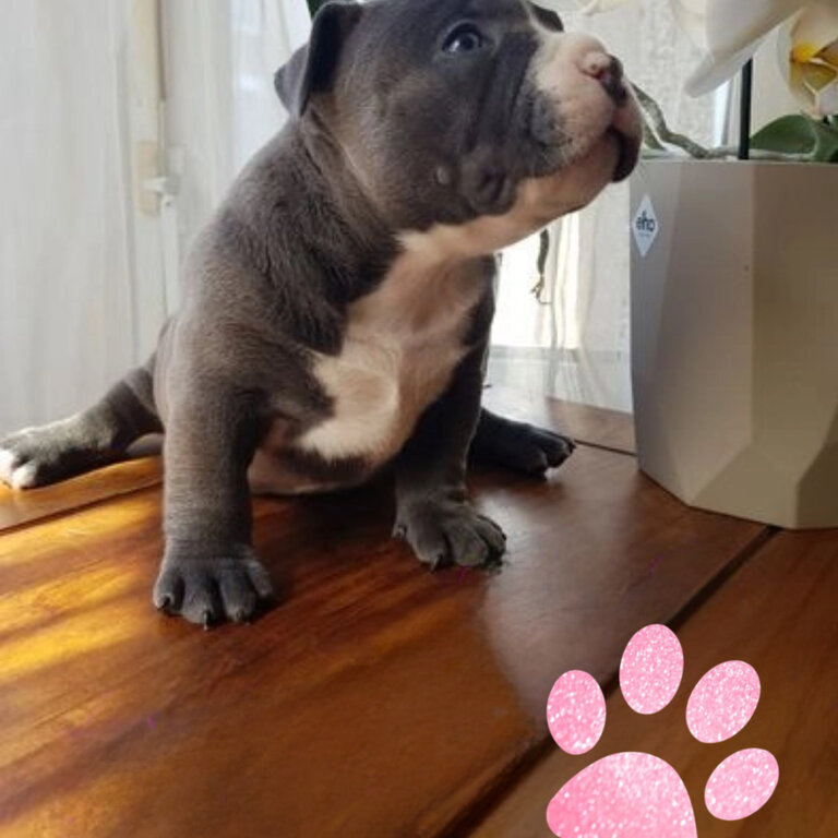 Pocket Bully puppet in 