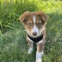 Australian Shepherd Puppy-4