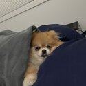 Foxy needs a new home-2