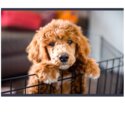 Miniature poodle neutered 9 months old-2