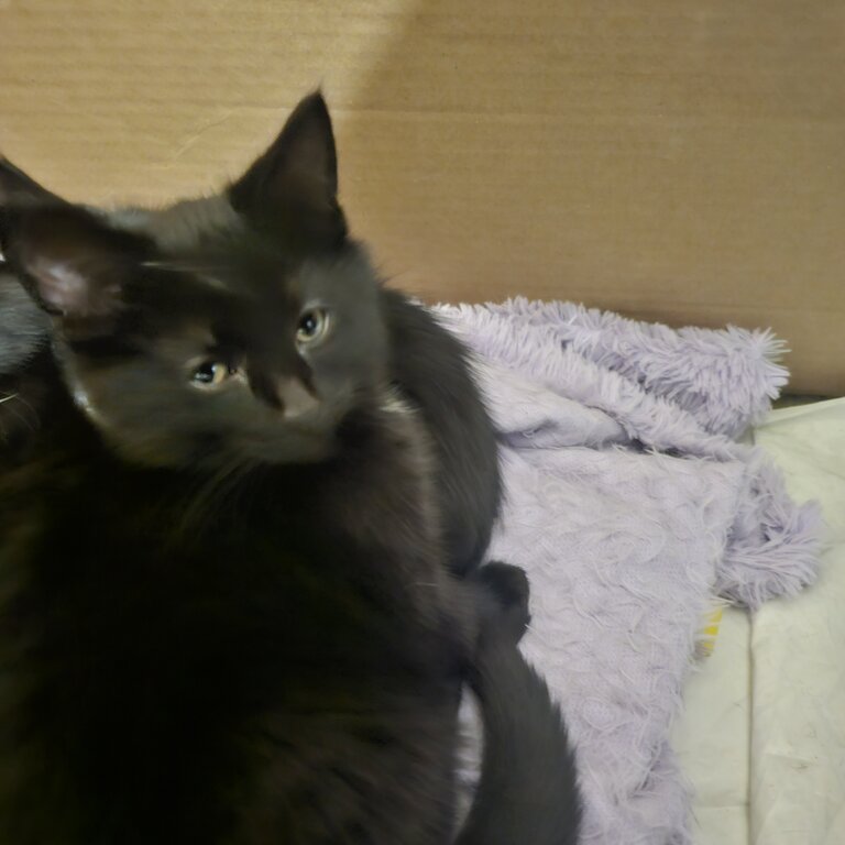 Kittens 4 Rehoming