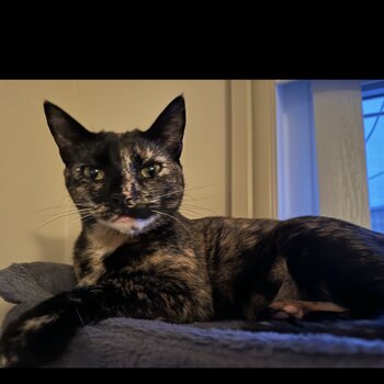Beautiful affectionate and stunning cat 