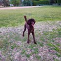 Beautiful Standard Poodle-1