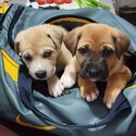 2 beautiful sisters for sale, need a loving home -1