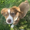 Australian Shepherd Puppy-3