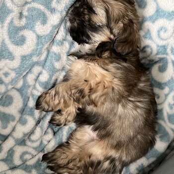 4 Shih Tzu & Terrier cross 