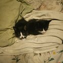 Kittens 4 Rehoming-1