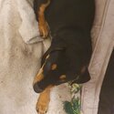Rottweiler mix puppy-1