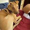 Beautiful Pup needs a home -1