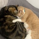 2 cats for rehoming-5