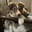 Australian Shepherd Puppy-2