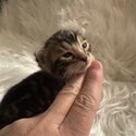 Bengals Available -1