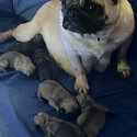 6 beautiful pugs puppy-3