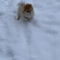 Foxy needs a new home-3