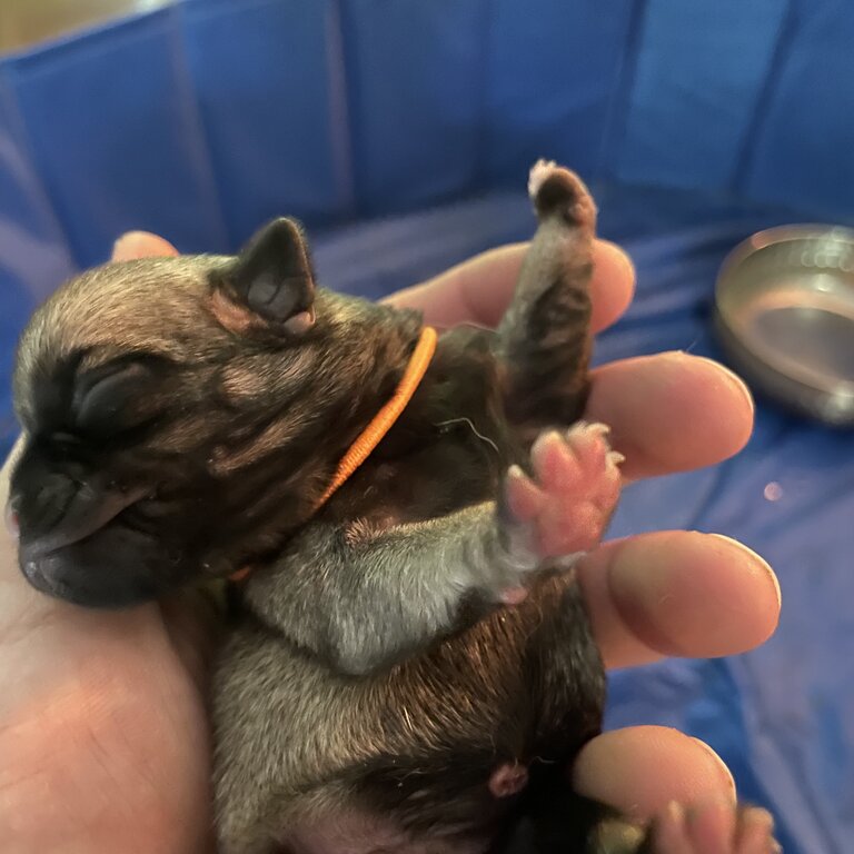 6 beautiful pugs puppy